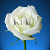 white wedding rose bouquet bridal